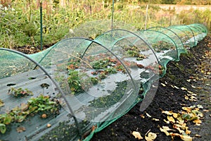 A Small greenhouse strawberries in a garden