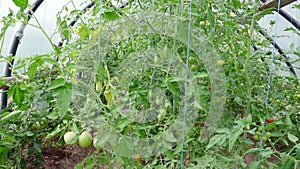 Small greenhouse with tomatoes