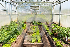 A small greenhouse with tomatoes and lettuce