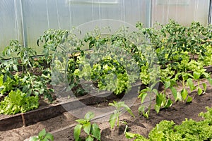A small greenhouse with tomatoes, lettuce and pepper