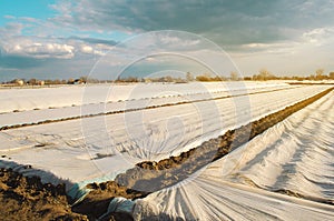 Small greenhouses in a field for growing organic vegetables. Spunbond to protect against frost and keep humidity of vegetables.