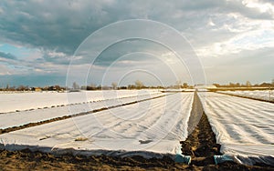 Small greenhouses in a field for growing organic vegetables. Spunbond to protect against frost and keep humidity of vegetables.