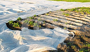 Small greenhouses. Growing vegetable. Spunbond to protect against frost and keep humidity of vegetables. Agricultural grounds.