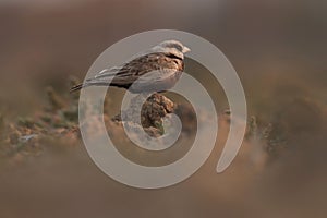 Small grey bird perching on the ground.