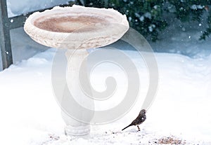 Small grey bird with seed in its beak, standing in snow beside b