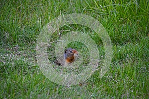 A small grey and brown ground squirrel popping its head out of a hole in a field of long grass.
