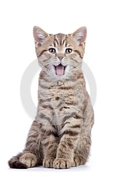 Small grey cat kitten with opened mouth isolated on white background