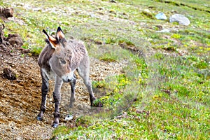 Small grey donkey, portrait