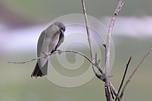 Small grey eastern tyrant (Tyrannus tyrannus) perched on a tree branch in a natural outdoor setting