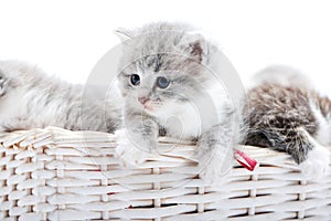 Small grey fluffy adorable kitten being curious and looking to the side while others playing together in white wicker