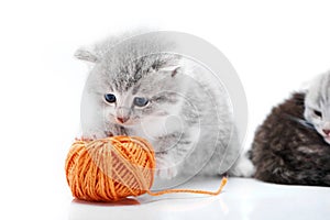 Small grey fluffy adorable kitten is playing with orange yarn ball while other kitties are playing in the background in