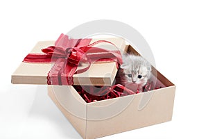 Small grey fluffy adorable kitten sitting in cardboard box with red birthday bow on top being a present for special