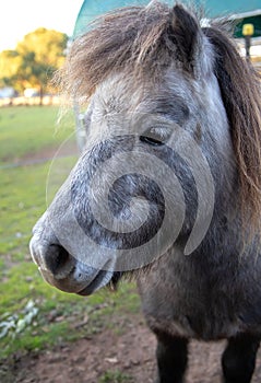 Small grey horse, pony, head and mane close-up, portrait of an animal