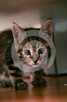 Small grey kitten looking into the camera