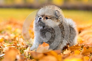 small grey Pomeranian spitz puppy, sable color photo