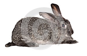 Small grey rabbit isolated on white