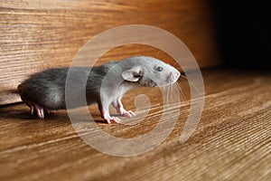 Small grey rat near wooden wall on floor
