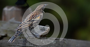 Small grey red-shouldered black troupial (Agelaius phoeniceus) perched atop a fence