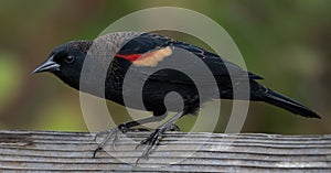 Small grey red-shouldered black troupial (Agelaius phoeniceus) perched atop a fence