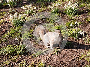 Small grey squirrel curious looking at camera outside in park fl