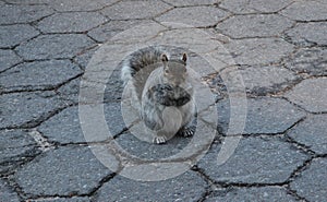 The squirrel sits and looks at us