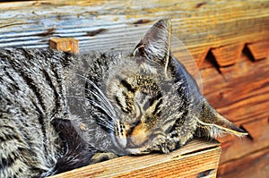 A small grey striped kitten sleeps sweepily in a tree box and murals