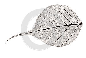 Small grey transparent dried fallen leaf