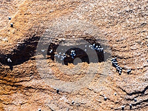 Small grey whelks on reddish rock