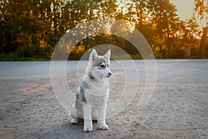 A small grey white female siberian husky puppy sits outside in the evening at sunset