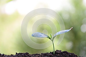 Small groing Green plant planting