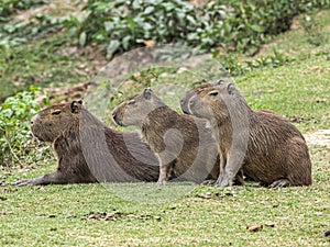 Small Grop Of Capybara