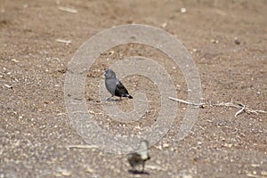 Small Ground Finch  833124