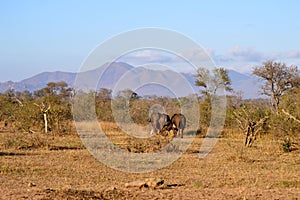 Small group of African buffalos in the savanna.