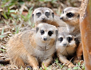 A small group of African mongoose