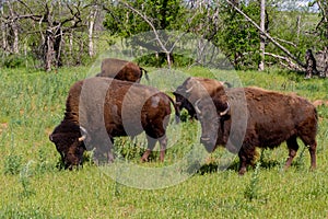 A Small Group of American Bison Roaming the Range in Oklahoma