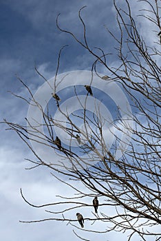 A small group of Australian Noisy Minors (Manorina melanocephala)