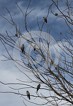 A small group of Australian Noisy Minors (Manorina melanocephala)