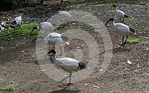 A small group of Australian White Ibis (Threskiornis molucca)