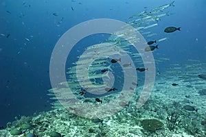 small group of barracudas