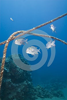 Small group of Bigeye emperor fish.