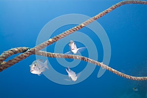 Small group of Bigeye emperor fish.