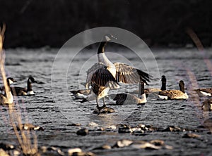 Small group of Canada geese, Branta canadensis in the lake.