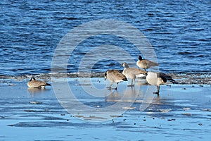 Small group of Canada geese in winter