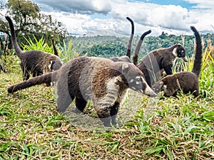 Small Group Of Coatimundi