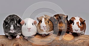 Small group of cute guinea pigs in studio. AI generated