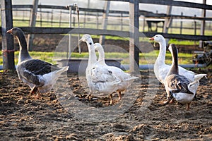 Small group of ducks and geese run across poulty farm