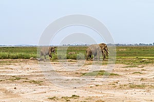 Small group of elephants. Amboseli, Kenya, Africa