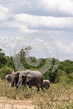 A small group of elephants cross the road. Masai Mara, Kenya