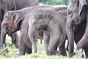 Small group of elephants including two babies