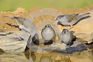 Eurasian Blackcap - Toutinegra de barrete preto - Sylvia atricapilla photo